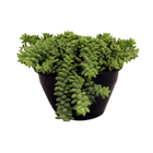 Dedo De Moca Cuia 18