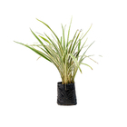 Dianela Variegata tasmanica Pequeno Planta Natural