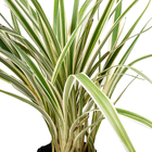 Dianela Variegata tasmanica Pequeno Planta Natural