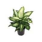 DIEFFENBACHIA  P17