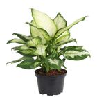 DIEFFENBACHIA  P20