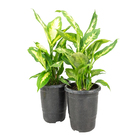 Dieffenbachia Aglaonematifolia Engl Pote 17 Planta Natural
