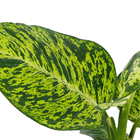Dieffenbachia Aglaonematifolia Engl Pote 17 Planta Natural