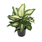 Dieffenbachia Camila Pote 17