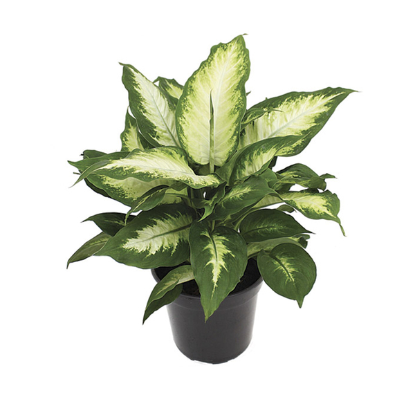 Dieffenbachia Camila Pote 17