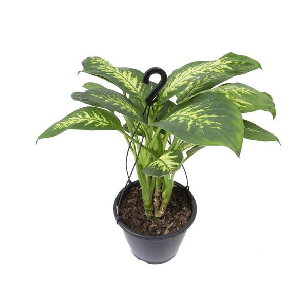 Dieffenbachia Tropic Snow P24