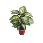 Dieffenbachia Tropic Snow Pote 15