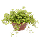 Dinheiro em Penca Cuia 21