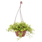 Dinheiro em Penca Cuia 21