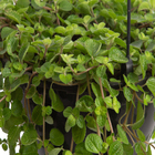 Dinheiro em Penca Cuia 21