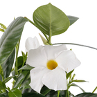 Dipladênia Pote 15 Planta Natural