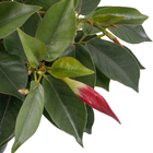 Dipladênia Pote 15 Planta Natural