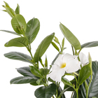 Dipladênia Pote 15 Planta Natural