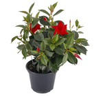 Dipladênia Pote 15 Planta Natural