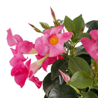 Dipladênia Pote 15 Planta Natural