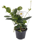 Dipladênia Pote 15 Planta Natural