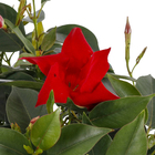 Dipladênia Pote 15 Planta Natural