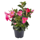Dipladênia Pote 15 Planta Natural