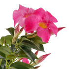 Dipladênia Pote 15 Planta Natural