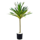 Dracena Arborea 150cm Pote 30