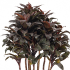 Dracena Baby Chocolate PT27