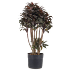 Dracena Baby Chocolate PT27