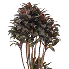 Dracena Baby Chocolate PT27
