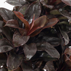 Dracena Baby Chocolate PT27