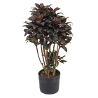 Dracena Baby Chocolate PT27