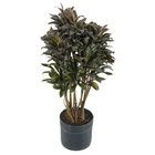 Dracena Baby Prata PT27