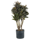 Dracena Baby Prata PT27