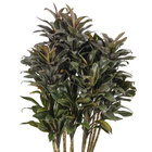 Dracena Baby Prata PT27