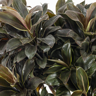 Dracena Baby Prata PT27