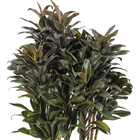 Dracena Baby Prata PT27