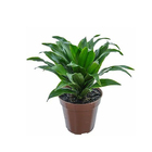 Dracena Compacta Pote 24