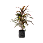 Dracena Cordilyne Terminalis Medio Planta Natural