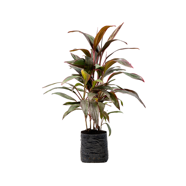 Dracena Cordilyne Terminalis Medio Planta Natural