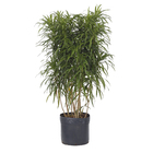 Dracena Fita Pote  31