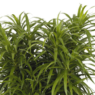 Dracena Fita Pote  31
