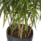 Dracena Fita Pote  31