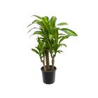 Dracena Fragrans P24