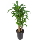Dracena Fragrans P24
