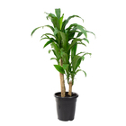 Dracena Fragrans P24
