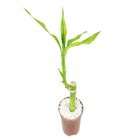 Dracena Lucky Bamboo Pote 06