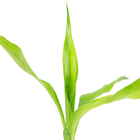 Dracena Lucky Bamboo Pote 06