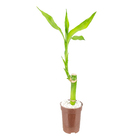 Dracena Lucky Bamboo Pote 06