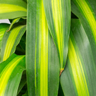 Dracena Massangeana Pote 30