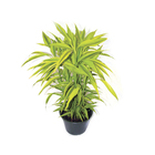 Dracena Pleomele Pote 19
