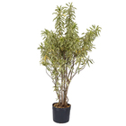 Dracena Pleomele Variegata Pote  31