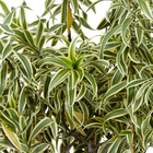 Dracena Pleomele Variegata Pote  31